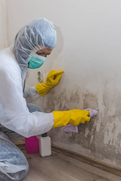 Best Comprehensive Air Testing for Mold Contaminants  in Wellford, SC